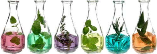 plants in oils bottles_685x239